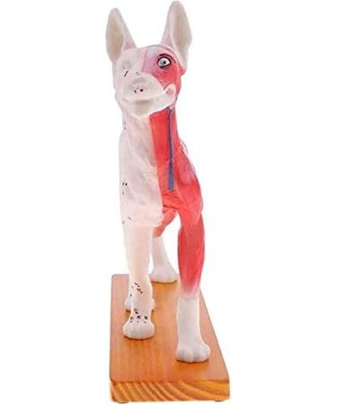 Nicfaky Anatomical Dog Model Acupuncture Anatomy Acupuncture Point Model of the Dog Body with 72 Acupuncture Points Study Model - Buy Online on SooperMarket.com