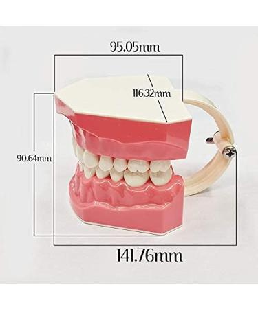 LBYLYH Dental Implant Teeth - Oral Care Brush Model & Educational Dental Template for Early Childhood Learning - Buy Online on SooperMarket.com