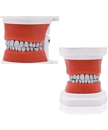 LBYYH Teeth Orthodontic Model - Dental Demonstration Tool for Patient Communication | Ideal for Schools & Clinics - Buy Online on SooperMarket.com