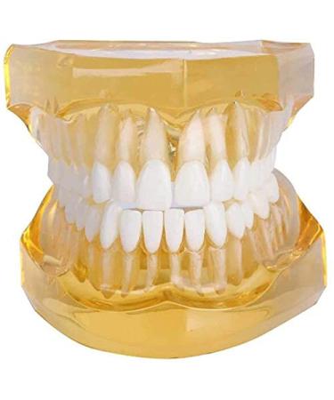 LBYLYH Model of Tooth Teeth Adult Replica Model Medical Dental Teaching Tools