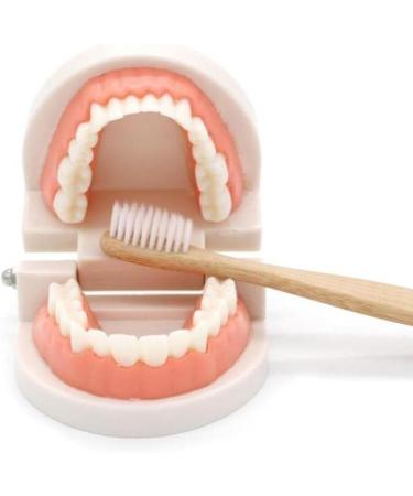 TOSSPER 1set False Tooth Mold Children Early Learning Kids Intelligence Brushing Tooth Teaching Aids Simulated Prop One Size - Buy Online on SooperMarket.com