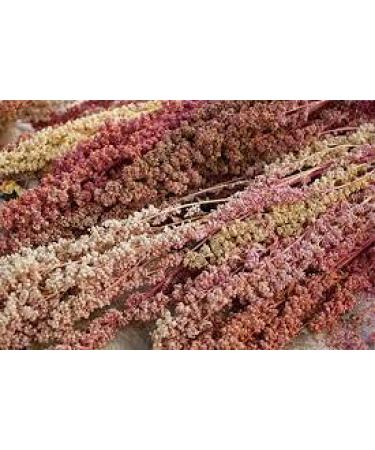 Semi di piante di quinoa