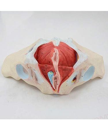 Basin Muscular Template - Woman Pelvic Floor Muscle Nerve Perineal Ligament Model - Anatomical Medical Basin with Pelvian Floor Muscles and Model - Buy Online on SooperMarket.com