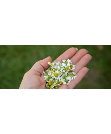 Wild Chamomile Herbs 40g handpicked from Greece Cretan Island mountains. - Buy Online on SooperMarket.com