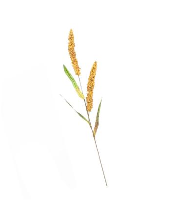 MAGICLULU Simulated Ears of Corn Artificial Wheat Ears Stalks Hand Decor Dry Wheat Grass Fruit Decor Home Decoration Wheat Decoration Wheat Ears Dried Flowers Paddy Iron Ornaments Golden 75.00X12.00X2.00CM