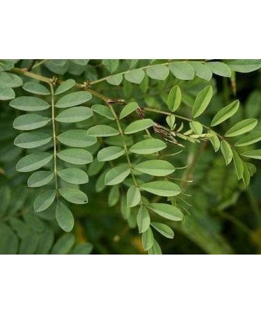 AOZA i Neel Leaves Powder 200 gm - Buy Online on SooperMarket.com
