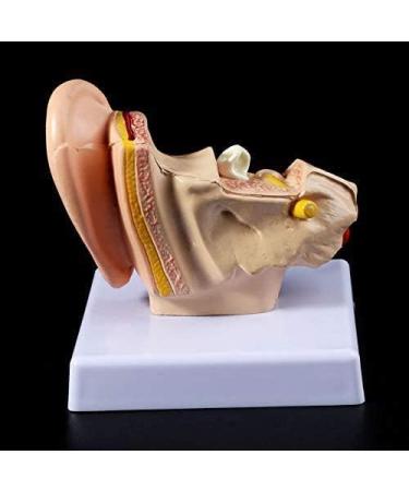 Desk Model Human Anatomy Ear 1.5-fold Size Model of Medical PVC Plastic - Buy Online on SooperMarket.com