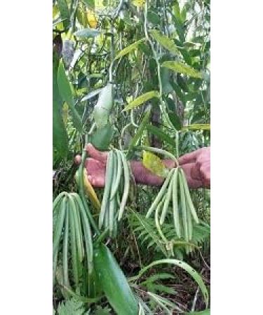 Pure Vanilla Extract - Buy Online on SooperMarket.com