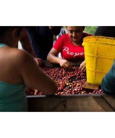 Rave Coffee - Colombia El Carmen (Suarez Project) Green Coffee Beans 500g - Home Roasting - Buy Online on SooperMarket.com
