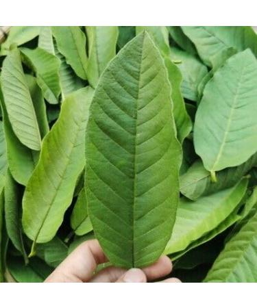 Fresh Organic Guva Leaves | Approx 20G Jumbo | Guva Leaf For Medical | Use Diabetes & Skin Care| Indian Origin|Next Day Shipping By Seelans