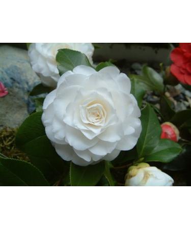 L'Erbolario Camellia - Refined Notes Of Camellia - Warmth Of Elemi And Amber - Exotic Spicy Essence Of Tonka Bean - Unique And Seductive Natural Fragrance - Floral Powdery Scent - 3.3 Oz EDP Spray Camellia 3.3 Ounce (Pack of 1) - Buy Online on SooperMarket.com
