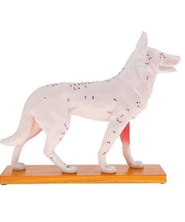 Nicfaky Anatomical Dog Model Acupuncture Anatomy Acupuncture Point Model of the Dog Body with 72 Acupuncture Points Study Model