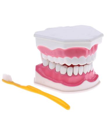 F Fityle 2X Magnification Model Teeth Lower Human Removable PVC