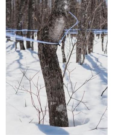 47 North Canadian Organic Maple Syrup Grade A Golden 250g - Single Source, 100% Pure (1 Bottle) - Buy Online on SooperMarket.com