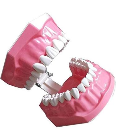 LBYLYH Dental Implant Teeth - Oral Care Brush Model & Educational Dental Template for Early Childhood Learning - Buy Online on SooperMarket.com