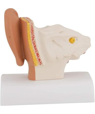 Human Ear Model 1.5 Times Natural Size Model with 2 Parts Illustrating Ear Regions Ear Cleaner Humans - Buy Online on SooperMarket.com