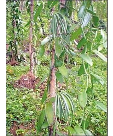 Royal Brand Grade A Vanilla Bourbon Madagascar Pods - 5 Pods, 15-20cm Long - Buy Online on SooperMarket.com