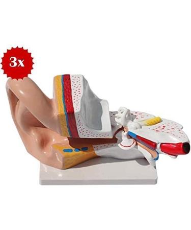 Human Organ Anatomical Model of The Ear Medical Teaching Model Ear Anatomy Medicine Ear Model Detail Display Outside Medium Inner Ear 3 Times Enlarged - Buy Online on SooperMarket.com