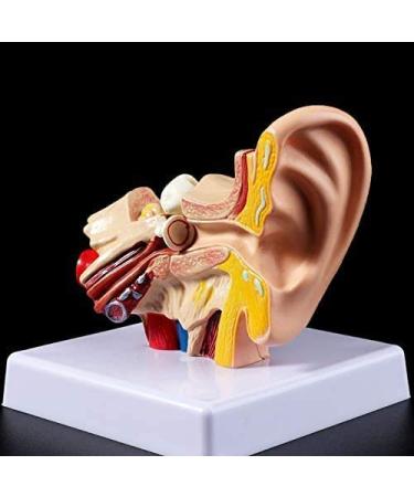 Desk Model Human Anatomy Ear 1.5-fold Size Model of Medical PVC Plastic