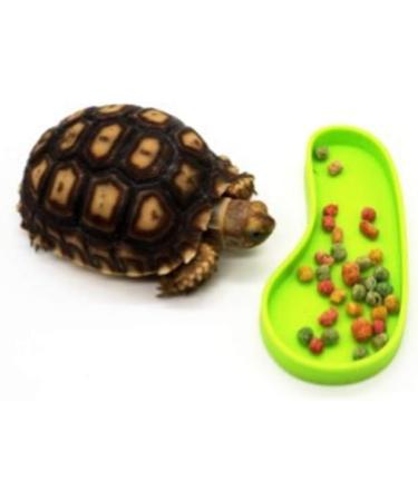LSTCPGLAI 2 Pieces Shallow Reptile plate Reptile Food Water Bowl Used for Tortoise Corn Snake Crawl Pet Drinking and Eating(Green) - Buy Online on SooperMarket.com
