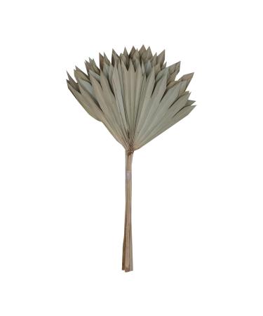 Vickerman Natural Botanicals 20" Natural Palm Sun Stem Real Preserved Foliage Stems Includes 12 Stems Per Pack