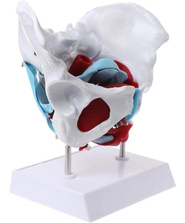 Women's Female Model with Pelvic Floor Muscle Model Natural Laboratory Size - Buy Online on SooperMarket.com