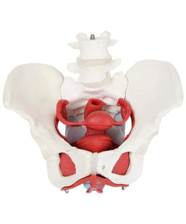 Female Bassin Human Basin Model with Pelvic Floor Muscle Model Ornament