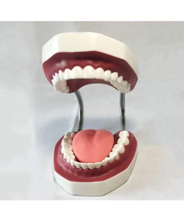 LBYYH 6 times dental teeth teeth life size adult standard demonstration tooth with children brushing teeth for early oral education
