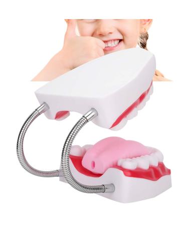 Portable Dental Model for Kids - Lifelike Teeth Brushing Demonstration & Educational Teaching Material - Buy Online on SooperMarket.com
