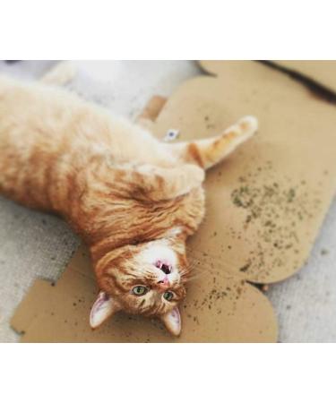 Cat Grass Kits x3 with Extra Strong Catnip - Cat FurNature - Buy Online on SooperMarket.com