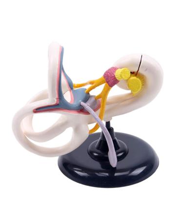 Professional Desktop Ear Joint Simulation Model Human Ear Labyrinth Model Medical Educational Training Aid