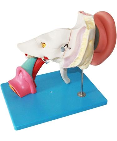 Human Medical Ear Anatomy Pattern Internal Ear Ear earpted Ear with Enlarged Ear Texture - Buy Online on SooperMarket.com