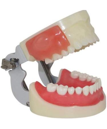 Oral Dental Medical Dental Model Of Preparation For Incision And Drainage Of Abscess For Students Teachers And Professionals