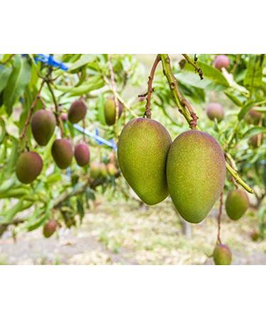 Food To Live Organic Mango Cheeks - Dried, Non-GMO, Kosher, Unsulphured, Unsweetened - 3 Pounds - Buy Online on SooperMarket.com