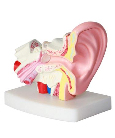 Ear Model Human Ear Anatomeme Model 1.5 Fold Magnification Model Suitable for Medical