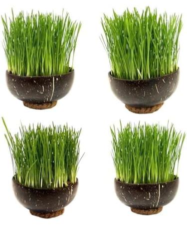 Organic UK Grown Cat Grass Seeds 150g - Indoor and Outdoor Use for Cats - Buy Online on SooperMarket.com