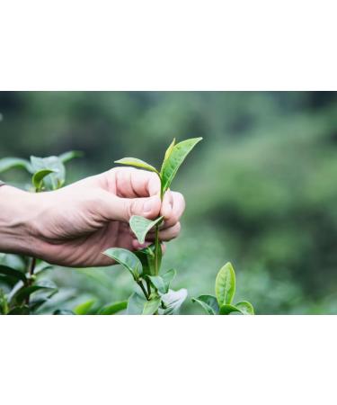 CENVEL Imperial Green Tea | Pure & Natural Loose Leaf Green Tea | Exclusive Large Leaves Green Tea | Rich in Antioxidants | Eco-Friendly Packaging | (150g) - Buy Online on SooperMarket.com