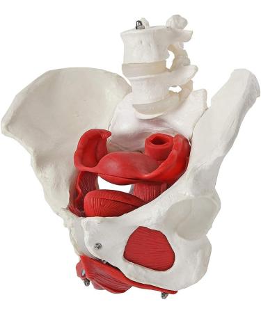 Female Bassin Human Basin Model with Pelvic Floor Muscle Model Ornament - Buy Online on SooperMarket.com
