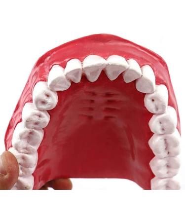 LBYLYH 6X Teeth Model for Dental Care - Dental Study & Laboratory Model with Toothbrush Included | International Shipping Available - Buy Online on SooperMarket.com
