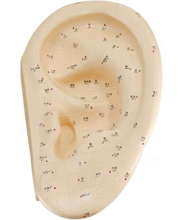 Human Body Model Acupuncture Pressure Points and Meridians 40cm - Buy Online on SooperMarket.com