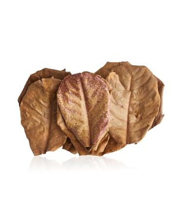 Swell Dried Indian Almond Catappa Leaves Small 10 Pack