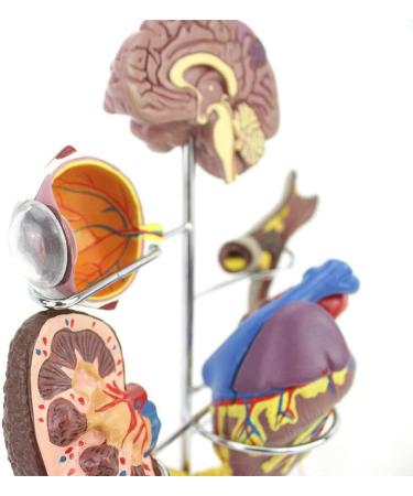 Model Model of Diabetes Complications Heart Pancreas Brain Neuron Model Foot Medical Communication Aids for The Diabetes Demonstration - Buy Online on SooperMarket.com
