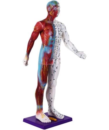 Male Human Body Model with Muscles for Pressure Acupuncture and meridians - Buy Online on SooperMarket.com