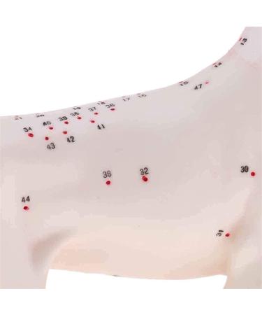 Nicfaky Anatomical Dog Model Acupuncture Anatomy Acupuncture Point Model of the Dog Body with 72 Acupuncture Points Study Model - Buy Online on SooperMarket.com