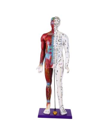 Male Human Body Model with Muscles for Pressure Acupuncture and meridians