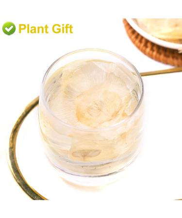 Buy Semen Oroxyli 40g - Jade Butterfly Tea (Oroxylum Indicum) | Herbal Chinese Health Tea | International Shipping - Buy Online on SooperMarket.com