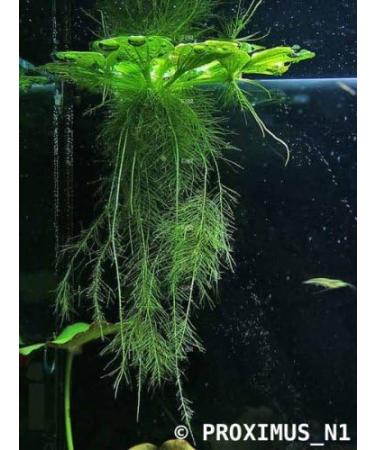 14x Dwarf Water Lettuce - Live Aquarium Floating Plant for Beginner - Buy Online on SooperMarket.com