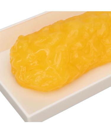 Fat Replica 1 Lb Real Soft Touch Fat Model A True Replica of Human Fatty Tissue for Anatomy Physiology Science Technology Students Nutritionists Doctor Dietitians - Buy Online on SooperMarket.com