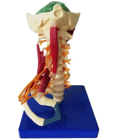LifeSize Cervical Vertebra Template - Model of Human Being with Nerves Cerebral Trunk Occipital Bone Armpit