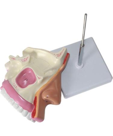 Nasal Cavity Model - Nose Anatomical Model - for Medical Research Doctor Patient - Buy Online on SooperMarket.com